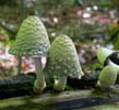 Coprinopsis variegata